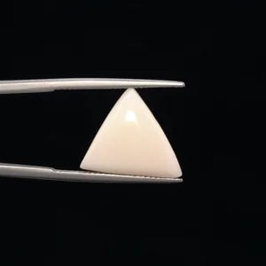 White Coral - 3238