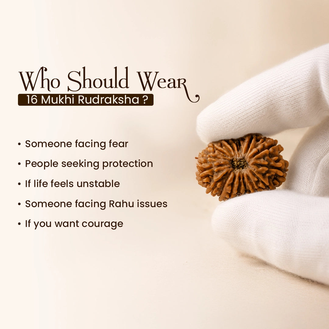 Energized 16 Mukhi Nepali Rudraksha