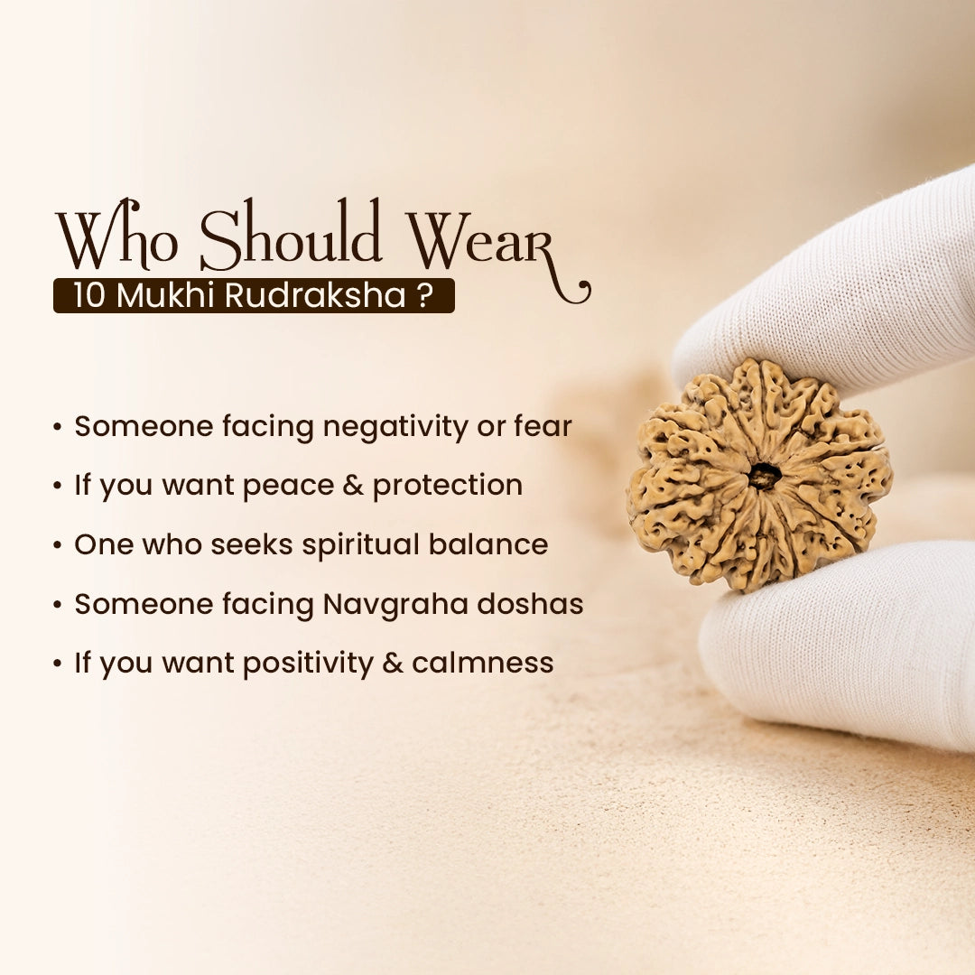 Energized 10 Mukhi Nepali Rudraksha