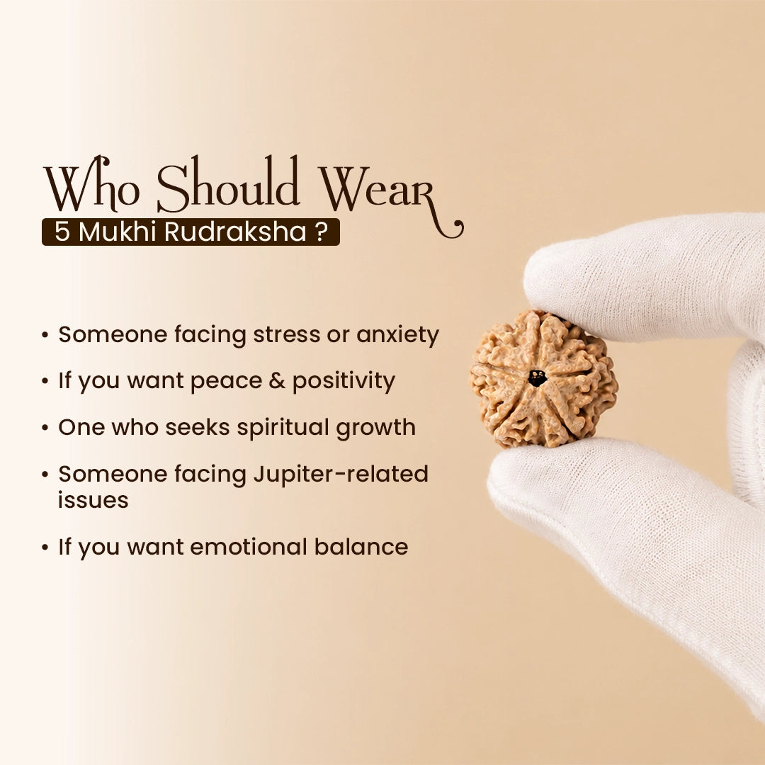 Energized 5 Mukhi Nepali Rudraksha