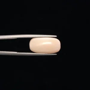White Coral - 3246