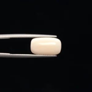 White Coral - 3252