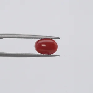 Red Coral - 350