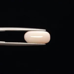 White Coral - 772