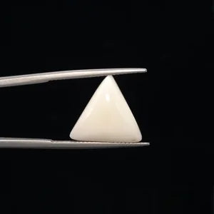 White Coral - 3233