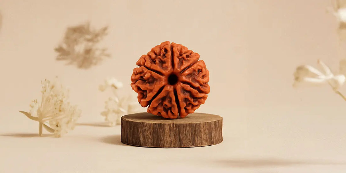 7 Mukhi Rudraksha