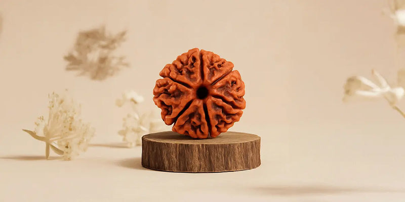 7 Mukhi Rudraksha: A divine Remedy for Career and Relationships