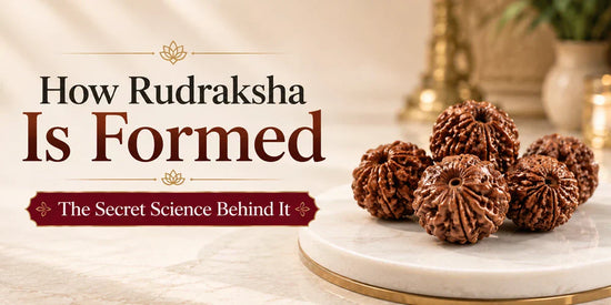 How Rudraksha Is Formed
