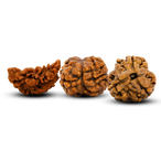 1-6 Mukhi