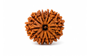 10 Mukhi Rudraksha 