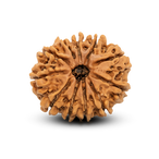 11 Mukhi
