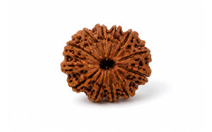 11 Mukhi Rudraksha 