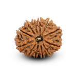 12 Mukhi