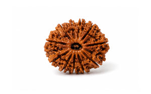 12 Mukhi Rudraksha 
