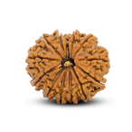 13 Mukhi