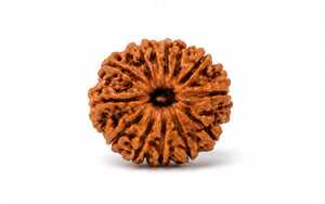 13 Mukhi Rudraksha 