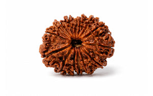 14 Mukhi Rudraksha 