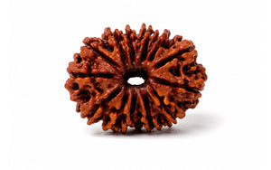 15 Mukhi Rudraksha 