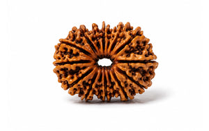 16 Mukhi Rudraksha