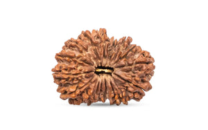 17 Mukhi Rudraksha