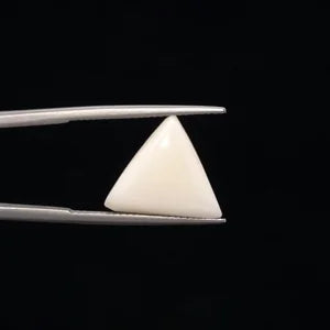 White Coral - 3243