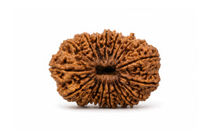 18 Mukhi Rudraksha