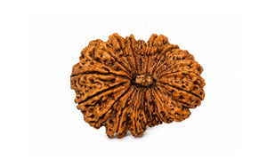 19 Mukhi Rudraksha