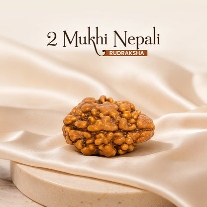 Energized 2 Mukhi Nepali Rudraksha