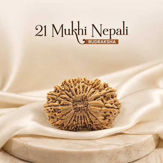 21 Mukhi Nepali Rudraksh