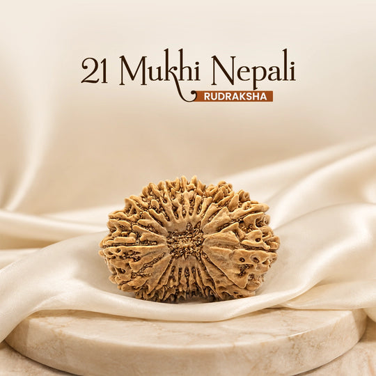 21 Mukhi Nepali Rudraksh