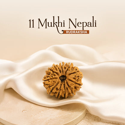 Energized 11 Mukhi Nepali Rudraksha