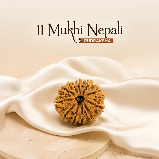 11 Mukhi Nepali Rudraksha