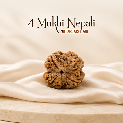 4 Mukhi Nepali Rudraksha
