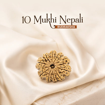 Energized 10 Mukhi Nepali Rudraksha