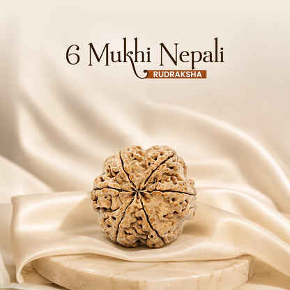 6 Mukhi Nepali Rudraksha