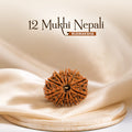 12 Mukhi Nepali Rudraksha