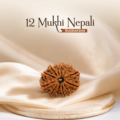 12 Mukhi Nepali Rudraksha