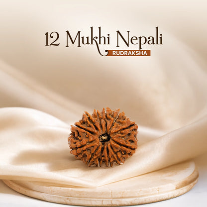 Energized 12 Mukhi Nepali Rudraksha