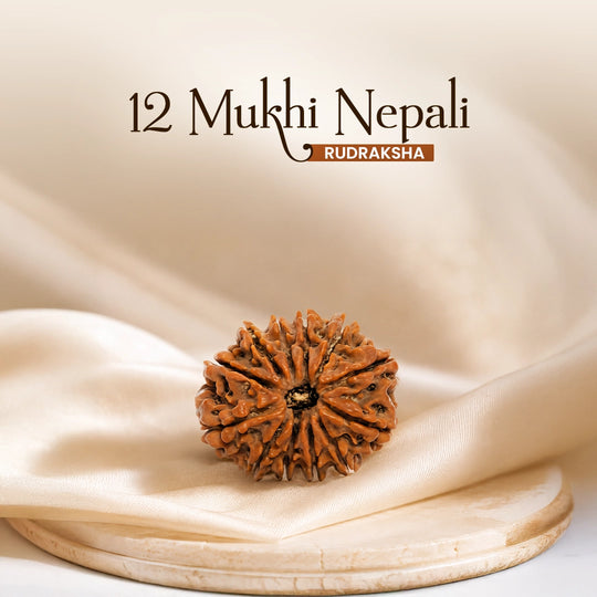 12 Mukhi Nepali Rudraksha