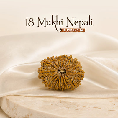 18 Mukhi Nepali Rudraksha