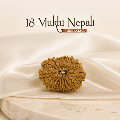 Energized 18 Mukhi Nepali Rudraksha