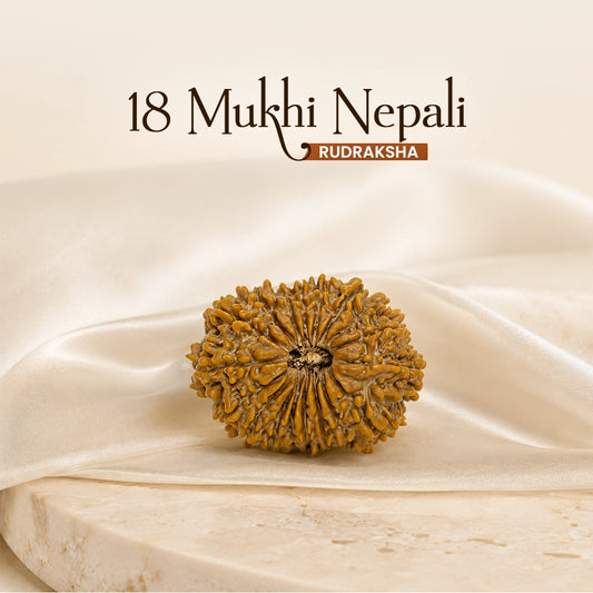 18 Mukhi Nepali Rudraksha