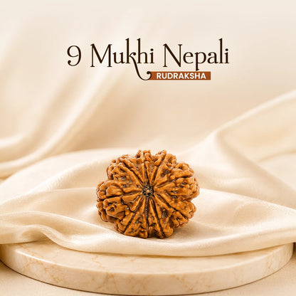 Energized 9 Mukhi Nepali Rudraksha
