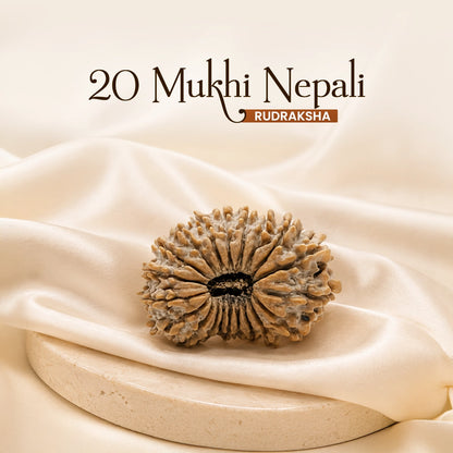 Energized 20 Mukhi Nepali Rudraksha