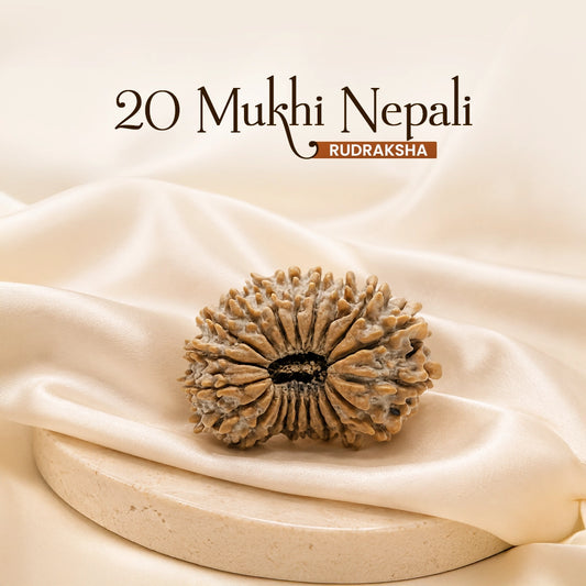 20 Mukhi Nepali Rudraksha