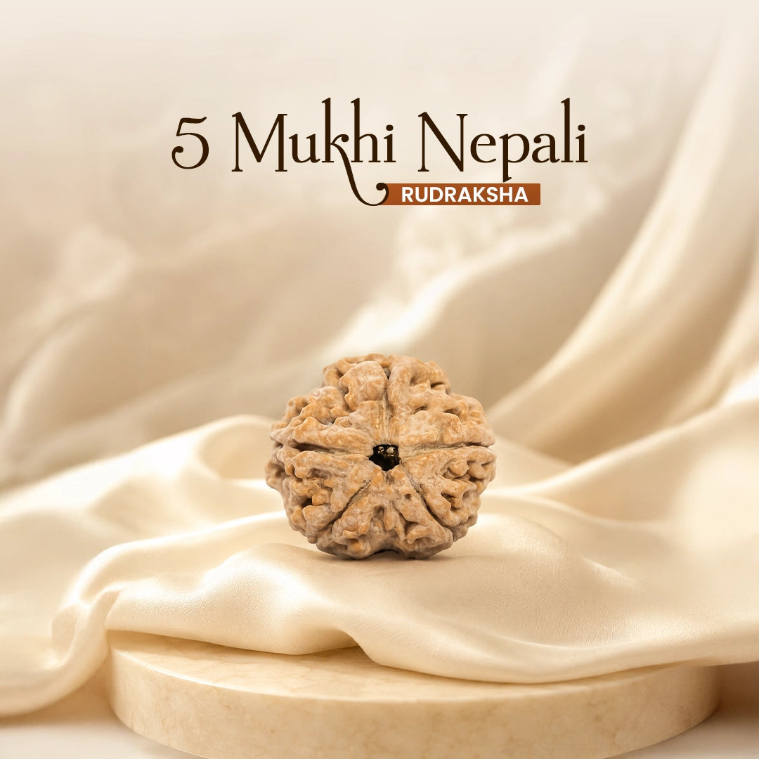 5 Mukhi Nepali Rudraksha