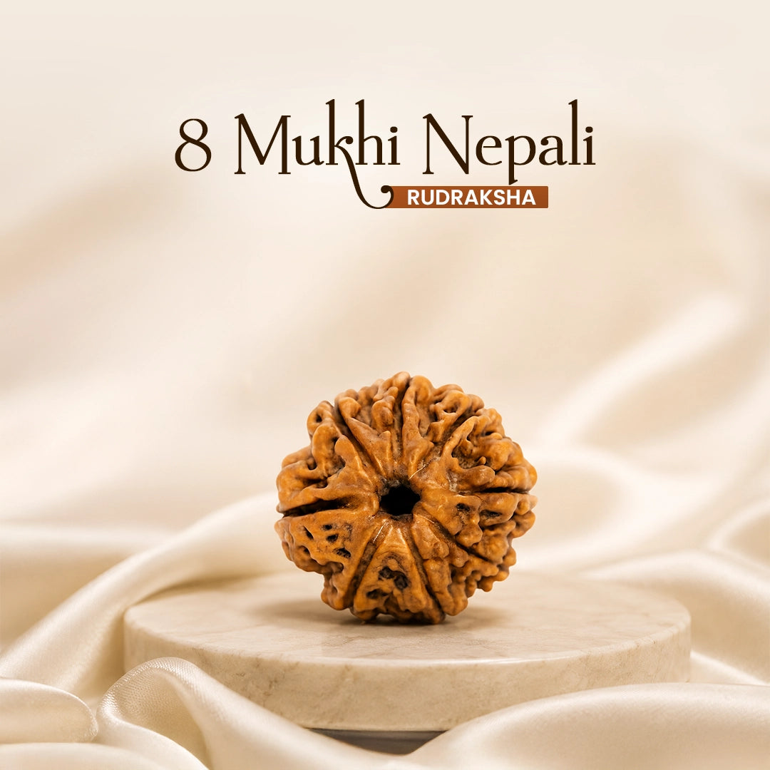 8 Mukhi Nepali Rudraksha