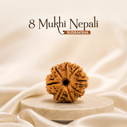 8 Mukhi Nepali Rudraksha