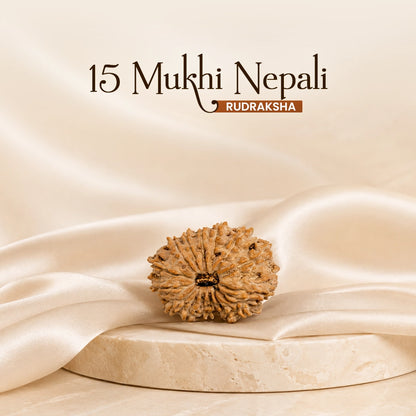 Energized 15 Mukhi Nepali Rudraksha