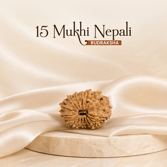 15 Mukhi Nepali Rudraksha